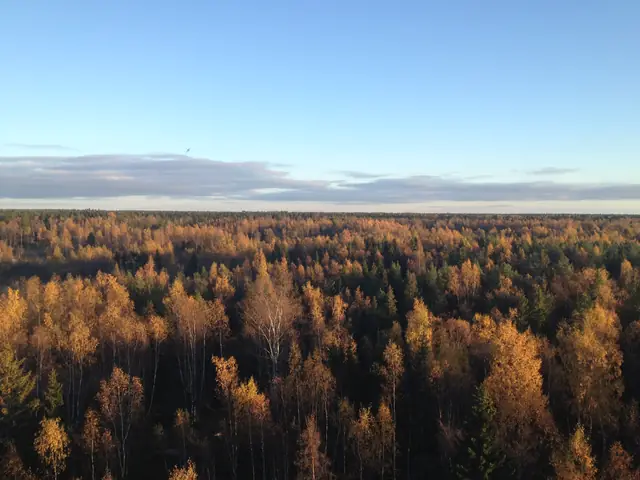 Kvarken