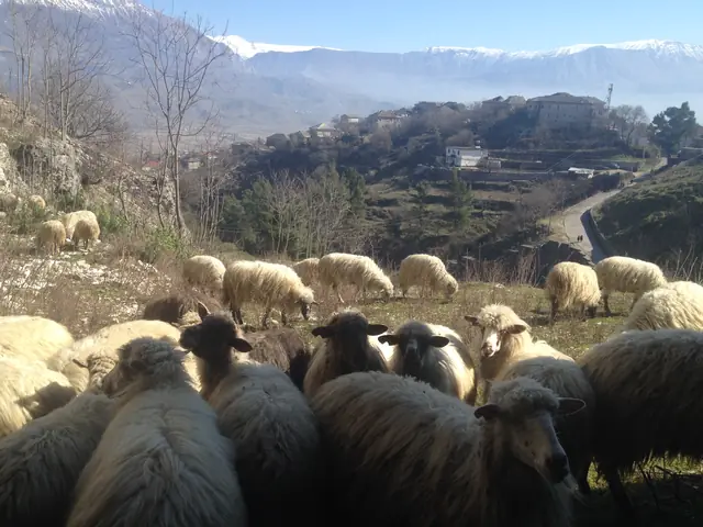 Gjirokastra